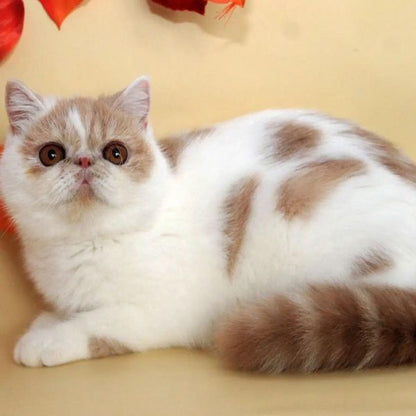 Exotic Shorthair