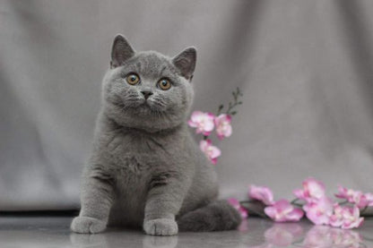 British Shorthair