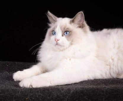 Ragdoll