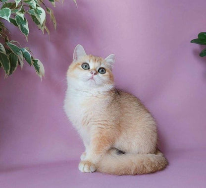 British Shorthair