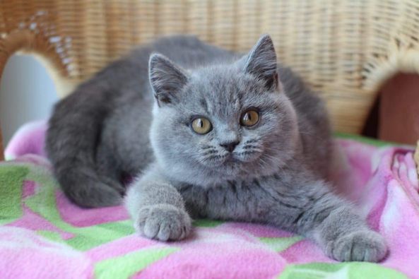 British Shorthair