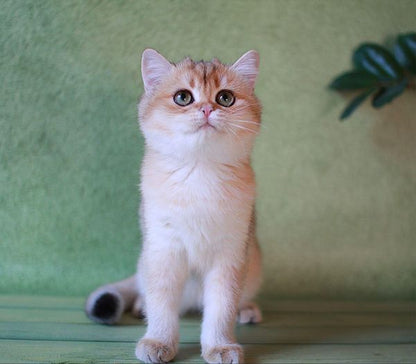 British Shorthair