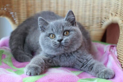 British Shorthair