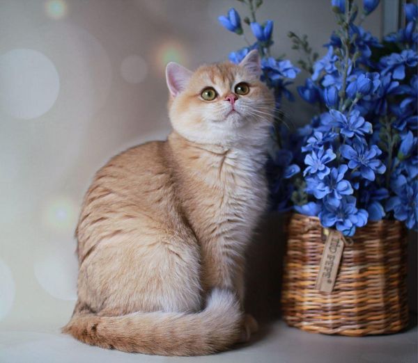 British Shorthair