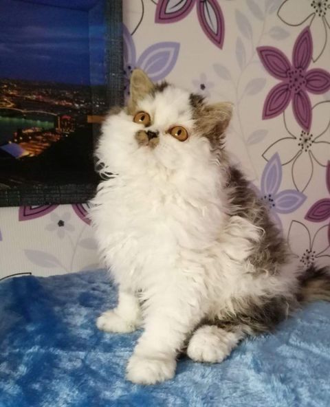 Selkirk Rex Longhair