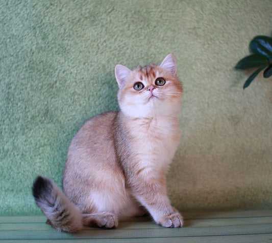 British Shorthair