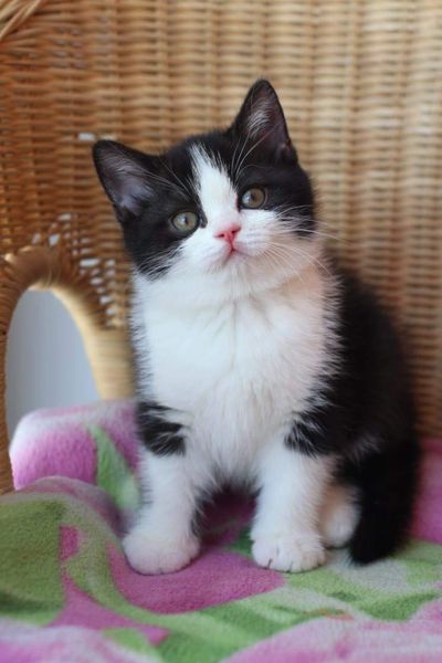 British Shorthair