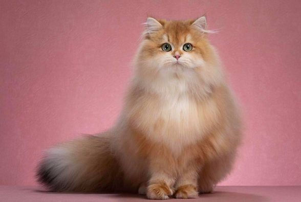 British Longhair