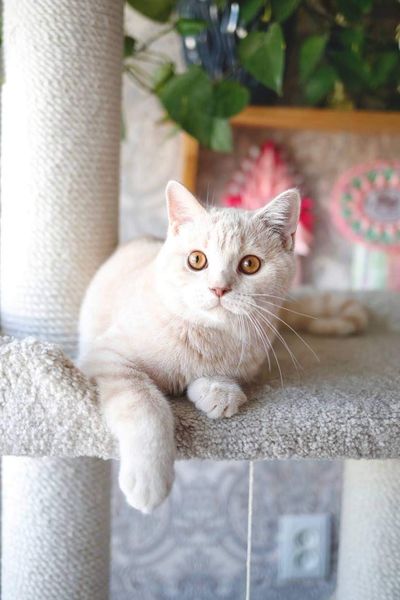 British Shorthair