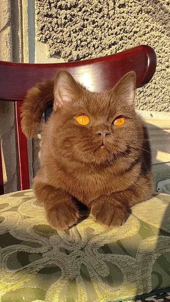 British Shorthair