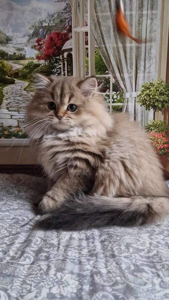 British Longhair