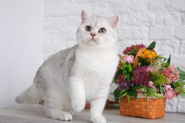 British Shorthair