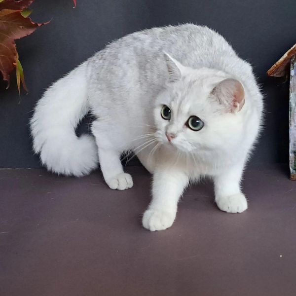 British Shorthair