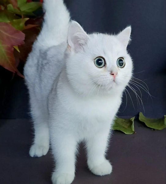 British Shorthair