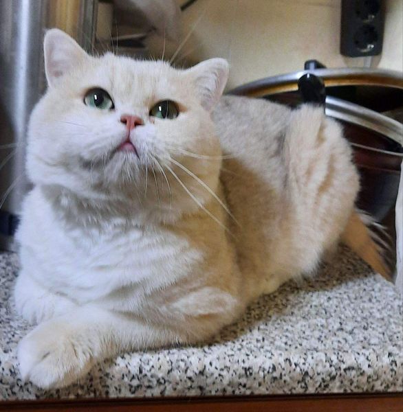 British Shorthair