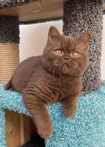 British Shorthair