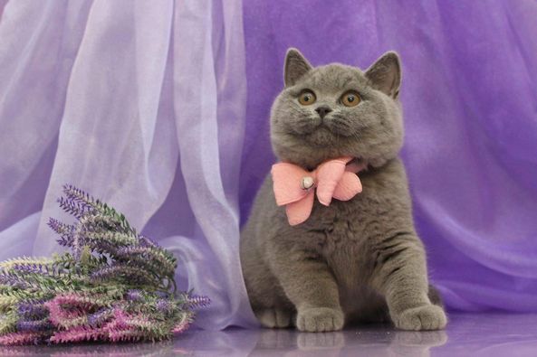 British Shorthair