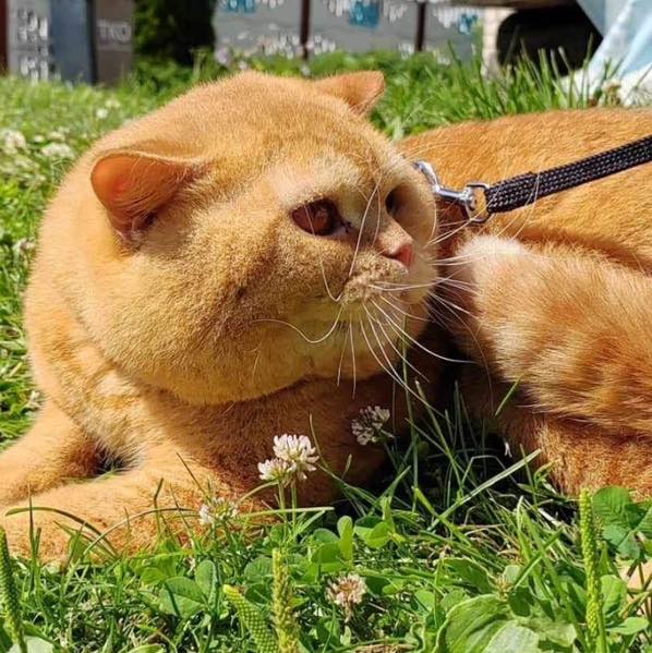 British Shorthair