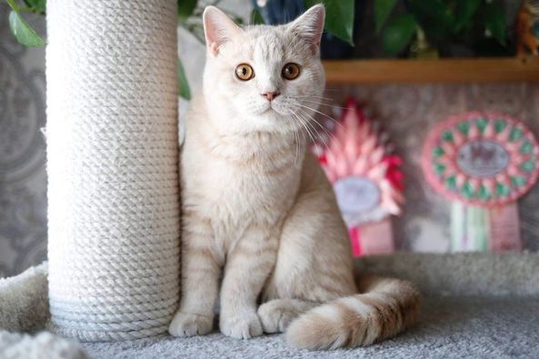 British Shorthair