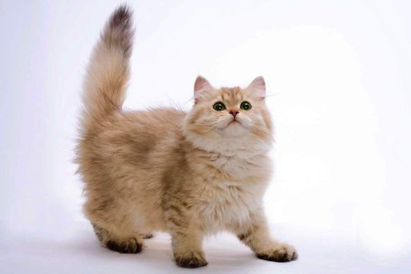 British Longhair