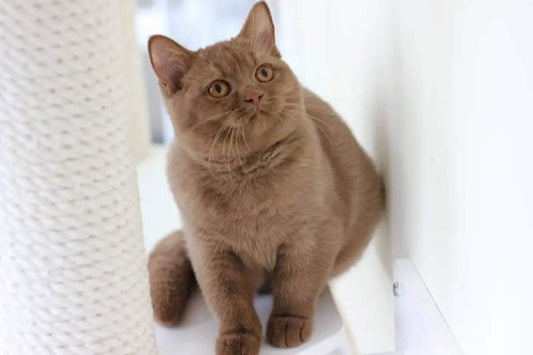 British Shorthair