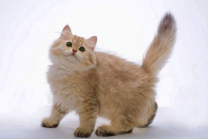 British Longhair