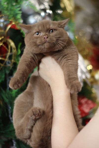 British Shorthair