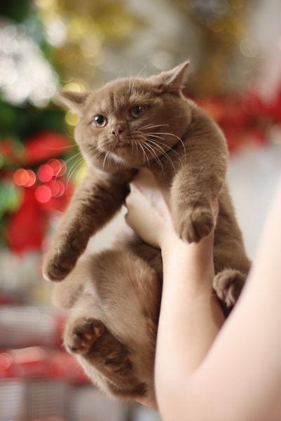 British Shorthair