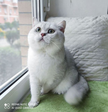 British Shorthair