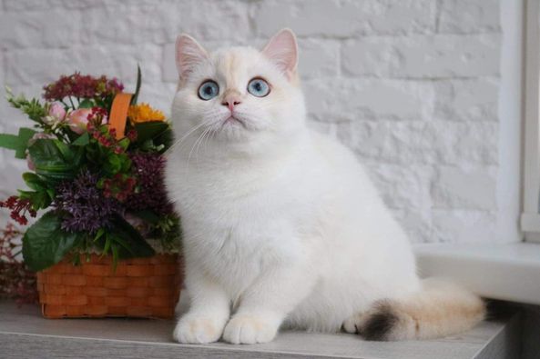 British Shorthair