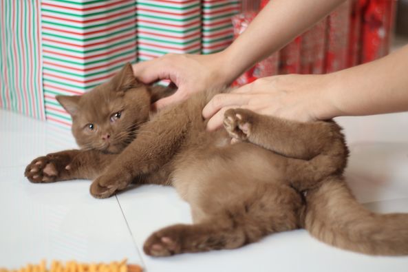 British Shorthair