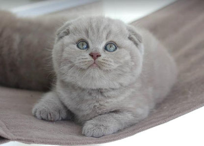 Scottish Fold