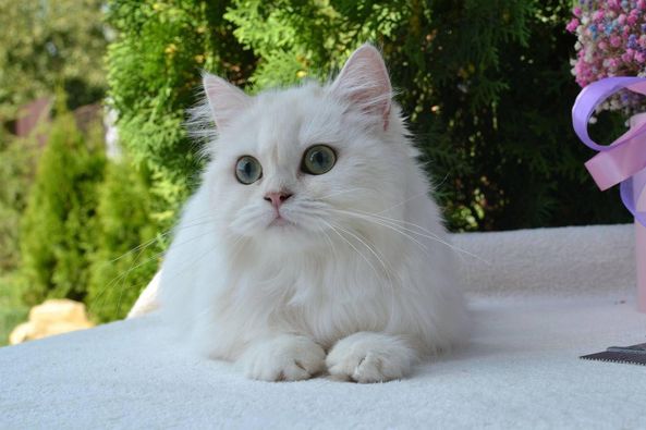 British Shorthair