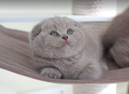 Scottish Fold