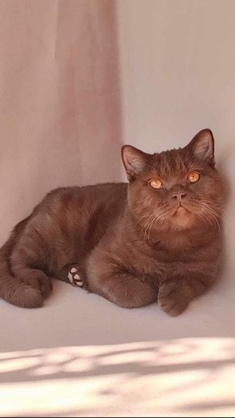 British Shorthair