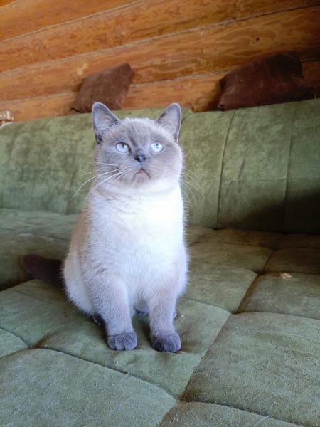 British Shorthair