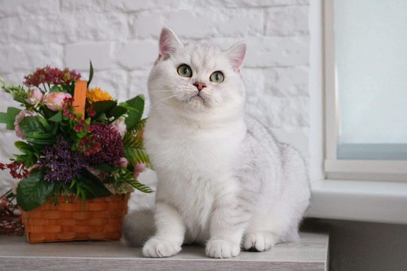 British Shorthair