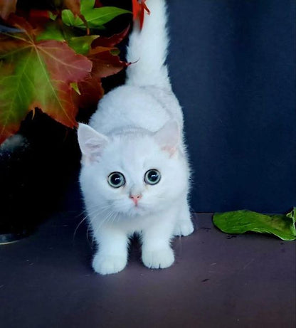 British Shorthair