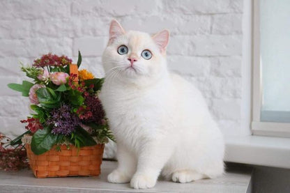 British Shorthair