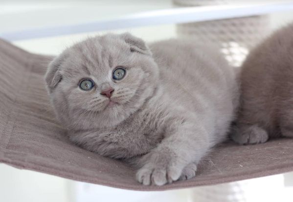 Scottish Fold