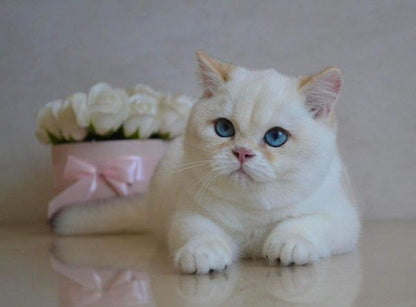 British Shorthair