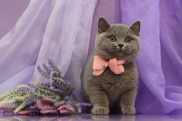 British Shorthair