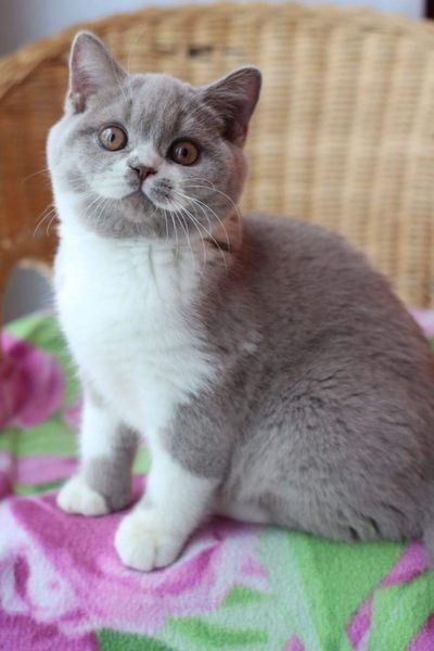 British Shorthair