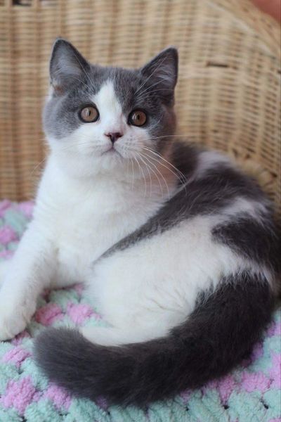 British Shorthair