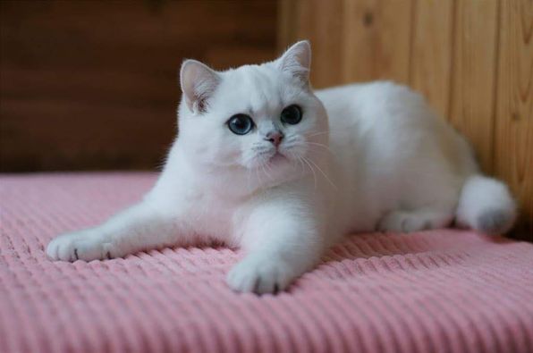 British Shorthair