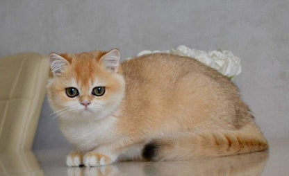 British Shorthair