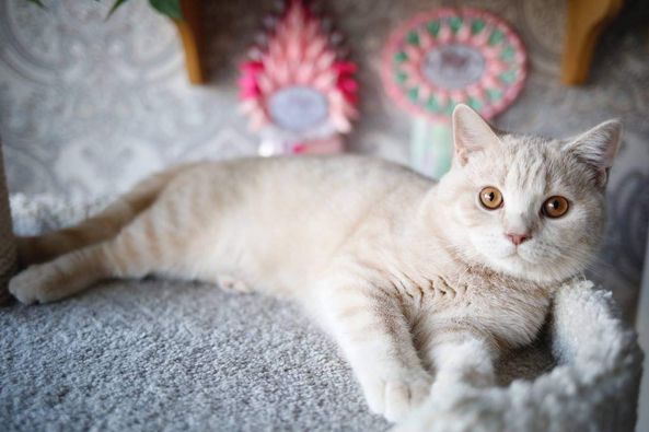 British Shorthair