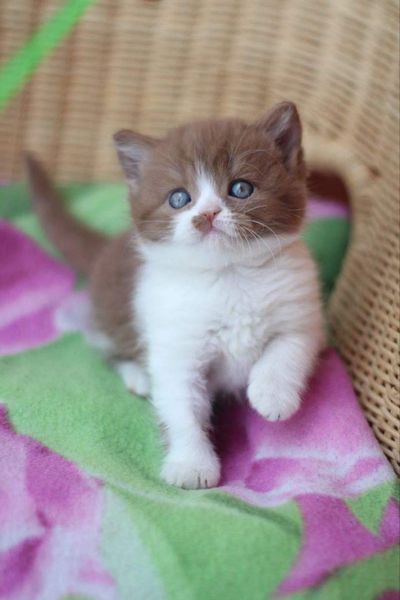 British Shorthair