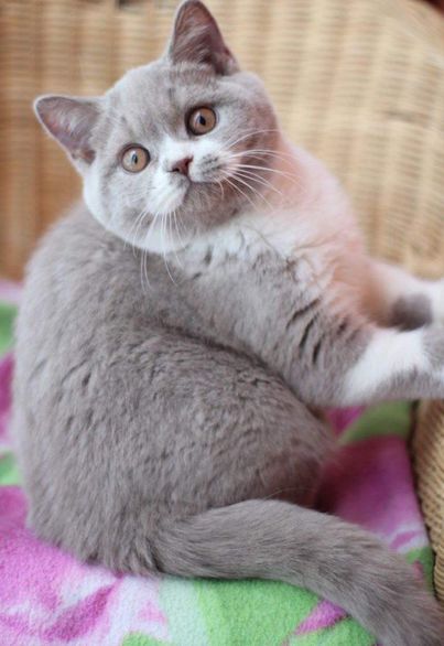 British Shorthair