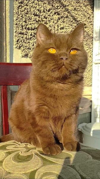 British Shorthair